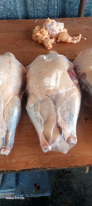 Срочна продам мясо гуся