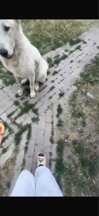 Отдам алабая в хорошие руки