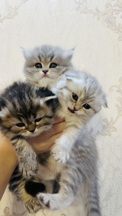 Скотиш фолд  Британский