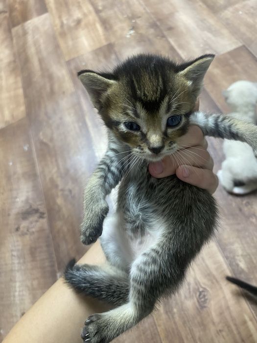 Котята веслоухие