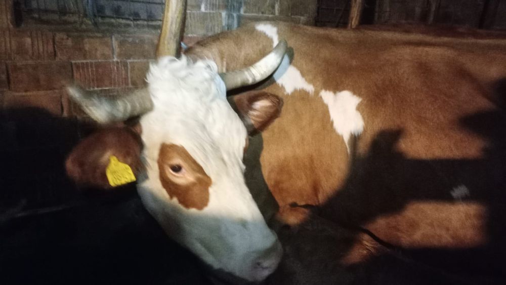 De vânzare vaca cu vitel