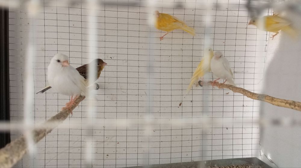 Канарейка ёшлари маладой