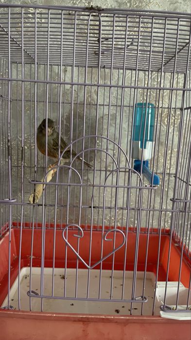 Kanareyka moda sotiladi