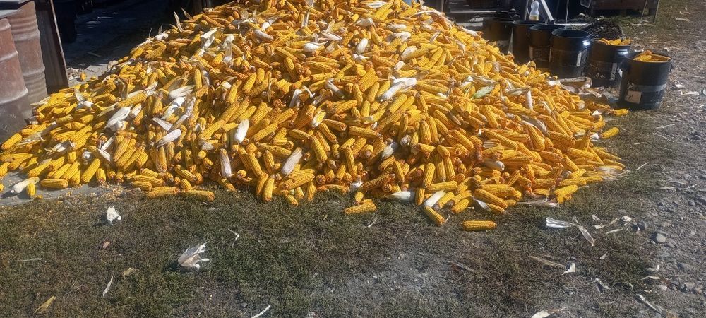 Vând PorumbStiulet 1leu,  boabe Tricale Ovăz,Paie