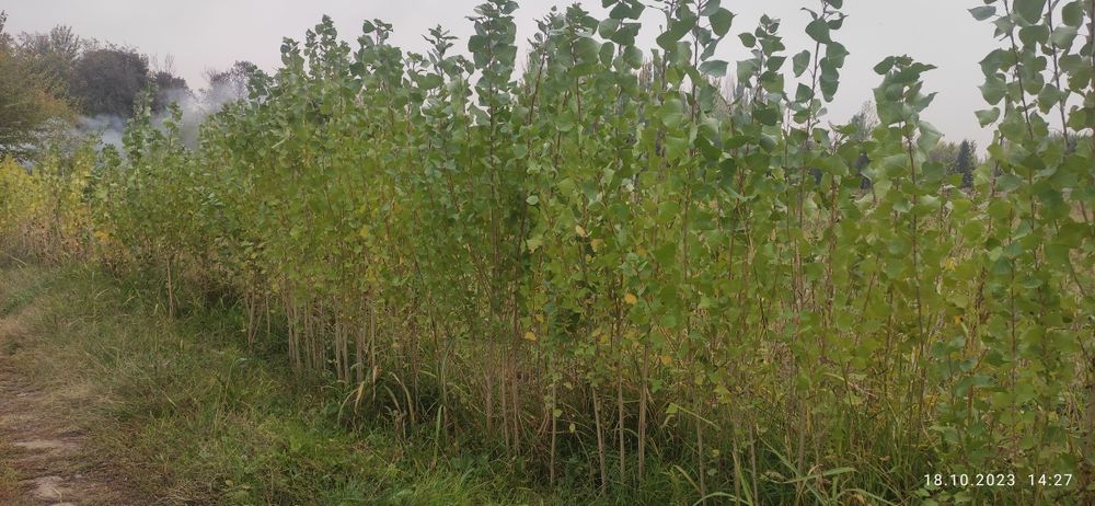 Павловния, Акация, каштан, гужум (карагач), клён, терак, олча дарахти