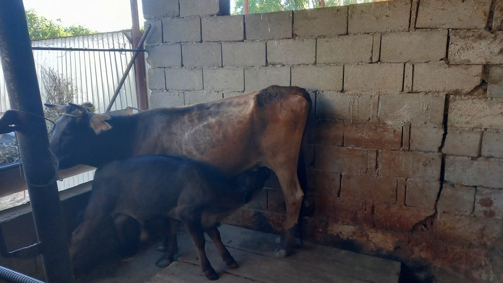 Бузаулы сиыр сатылады