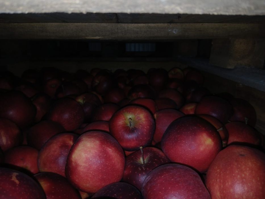 Vind mere Polonia calitatea extra