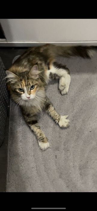 Найдена кошечка Мейн-Кун