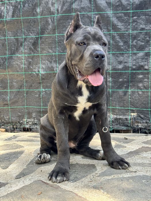 Femelă Cane Corso de vânzare, cu pedigree FCI.  6 luni