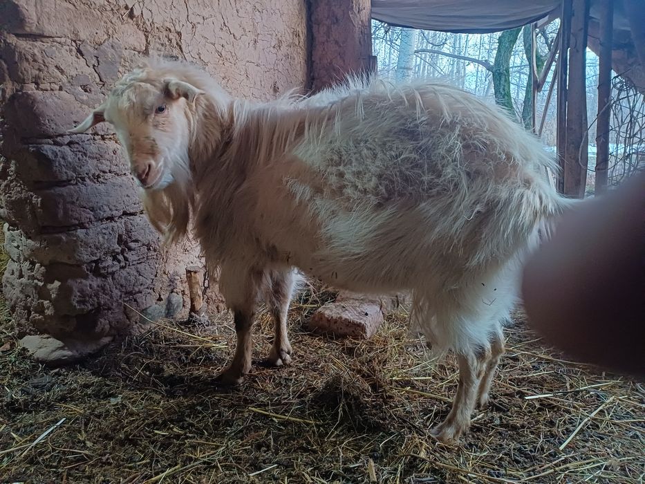 Така 4 йош 56 кг живой вес