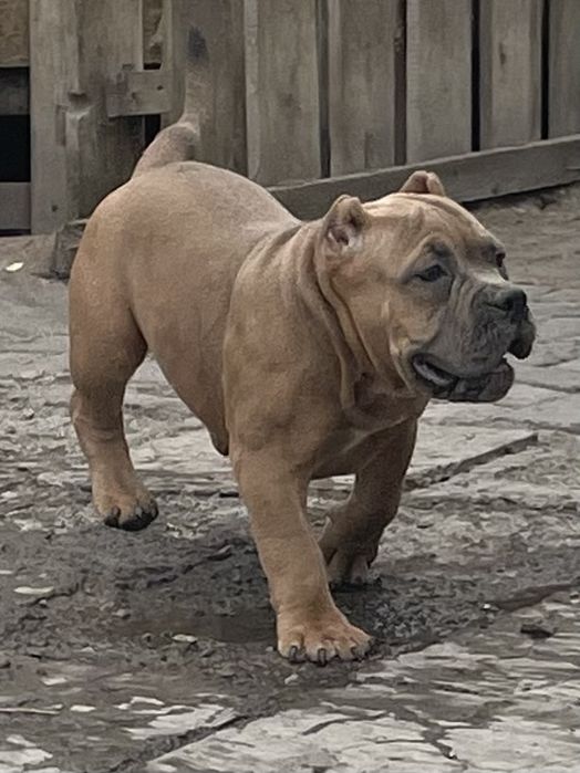 Щенки американский булли