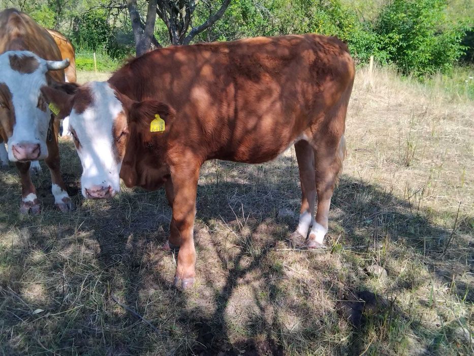 Disponibile spre vânzare 5 vițele (2 montate) înscrise în COP. , linia carne!