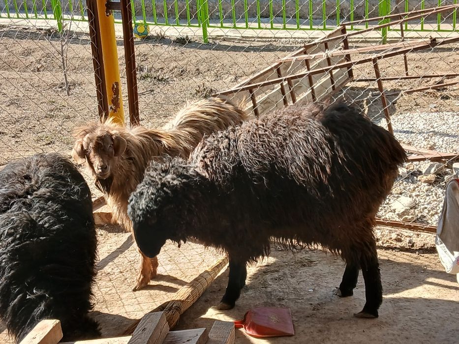 Қойлар сатылады 80 000теңге