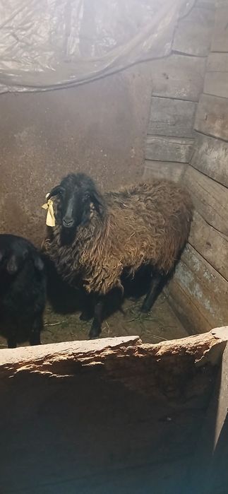 Продам баран овца и ягнёнка