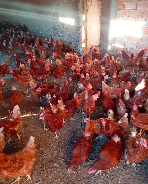 Продавам кокошки носачки