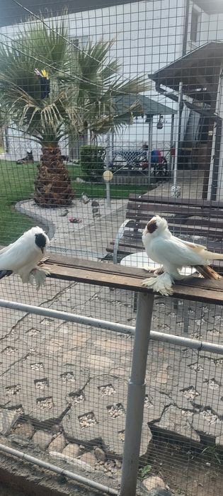 Гълъби шмалханденски монахини шмалканденски