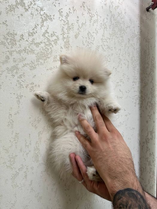 Щенки померанский