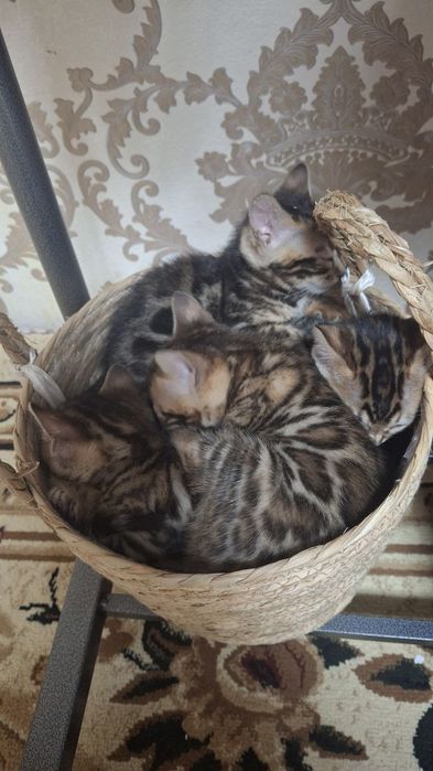 Бенгальский катята