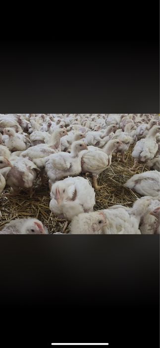 Pui de carne si Pui Mixt