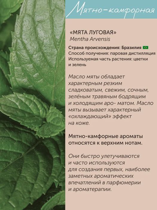 Эфирное масло мяты