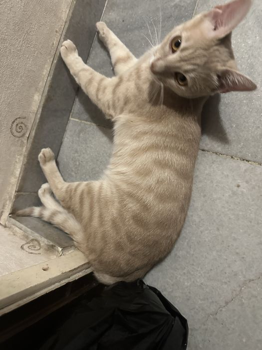 Коте - домашен любимец . Подарявам