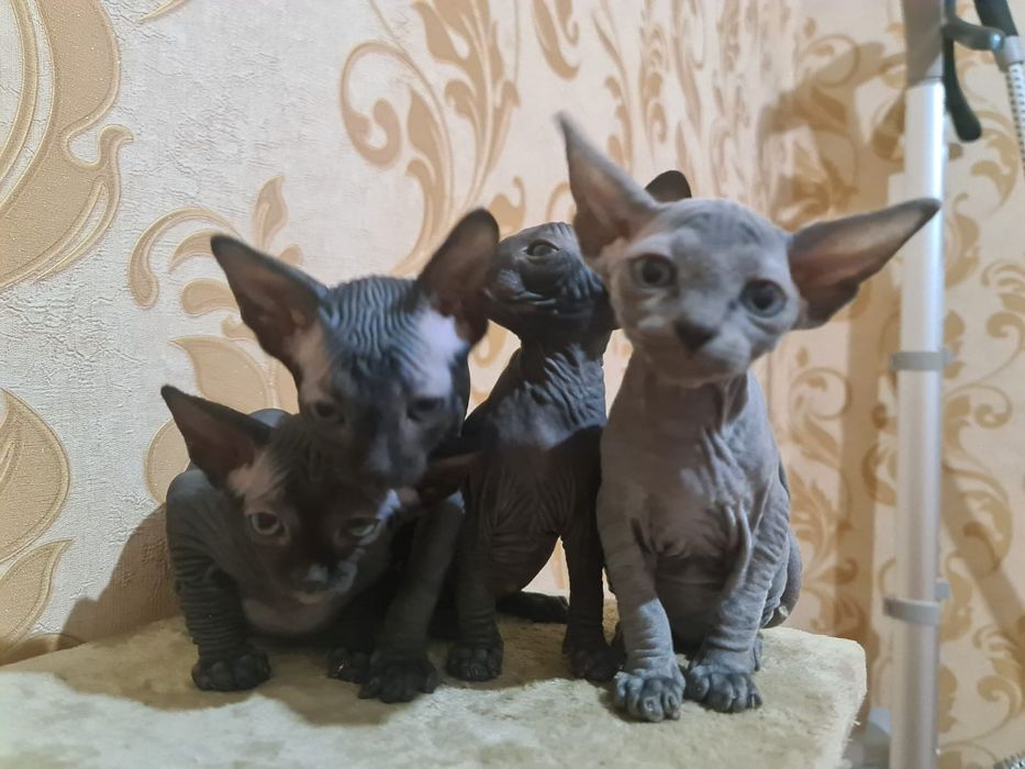 Канадский кот на вязку