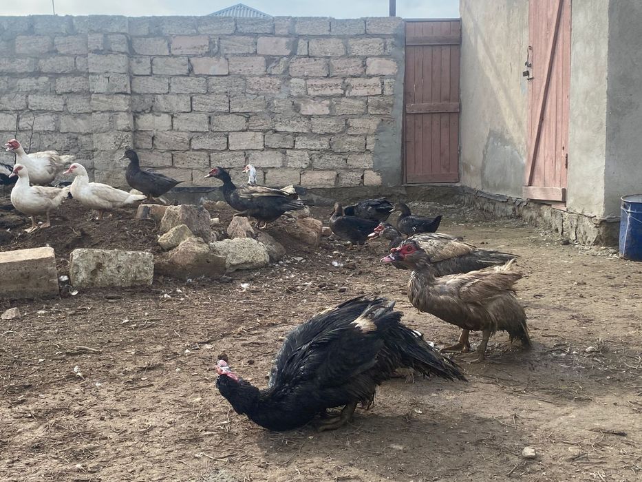 Индоутка сатылады