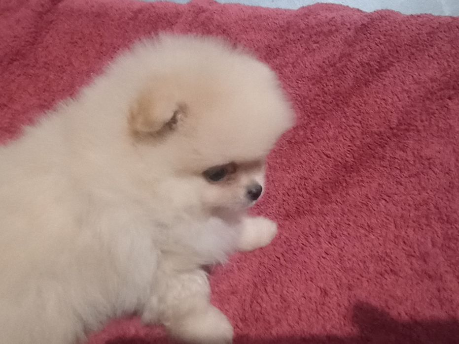 Продаются щенки  померанскогошпица