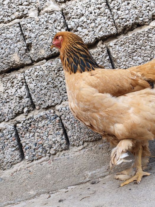 Brama makionlar sotuvda