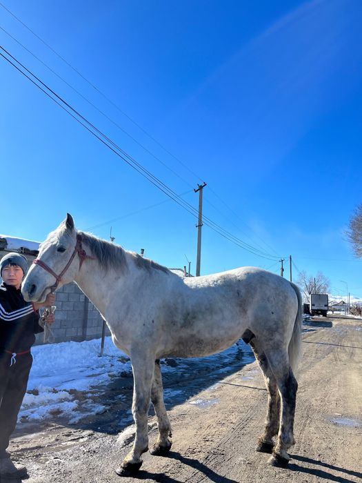 Жылқы сатам 8 жасар