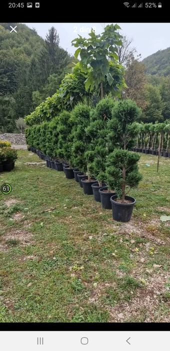 Mesteacăn  cu coaja alba Tei Catalpa Platan