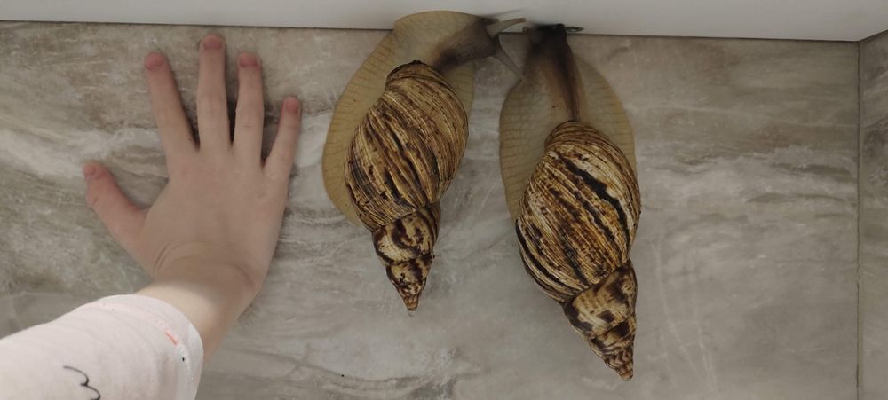 Продам улиток Ахатин