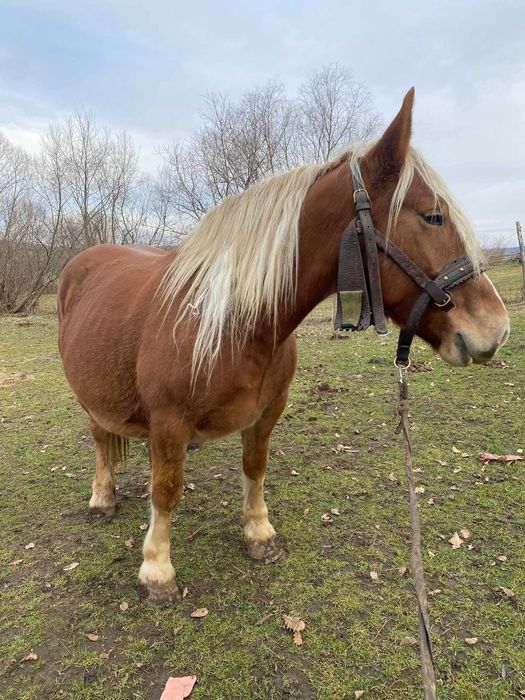 Vand iapa 7 ani talie medie spre mare