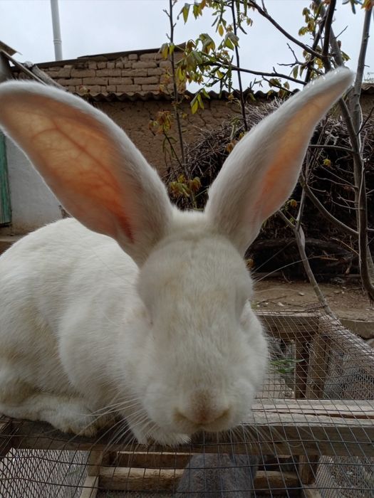 Катта великан эркак куен сотилади.