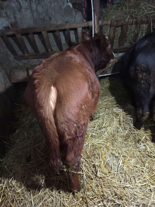 De vînzare doua vitea