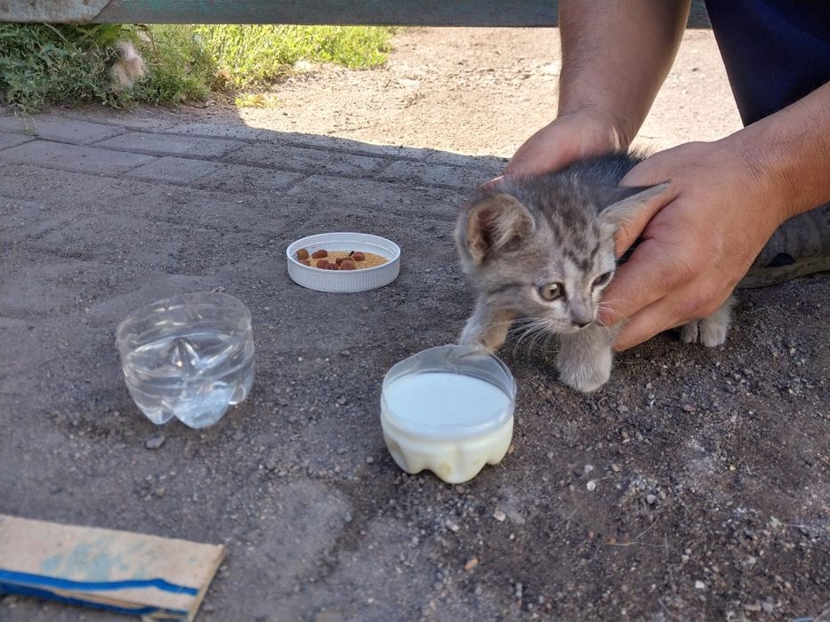 Котёнок в хорошие руки