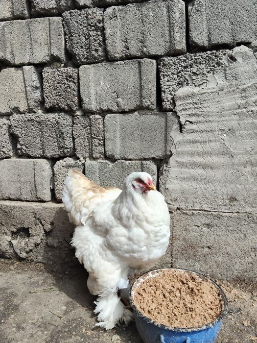 De vânzare 4 găini și 1 cocos brahma