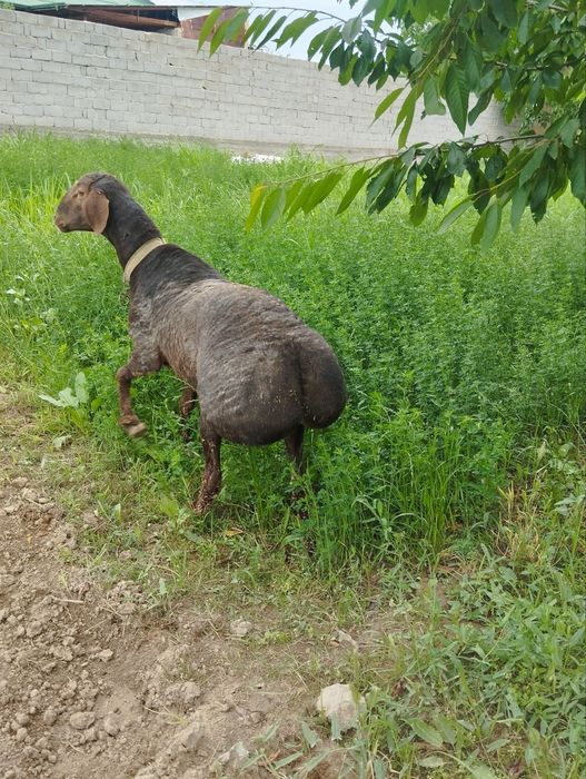 Кучкорлар сотилади
