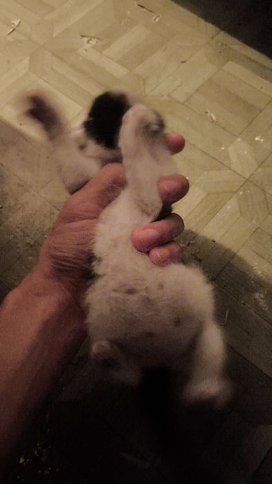 Вислоухая кошка в добрые руки!