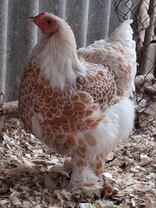 Куры брама Белые золото