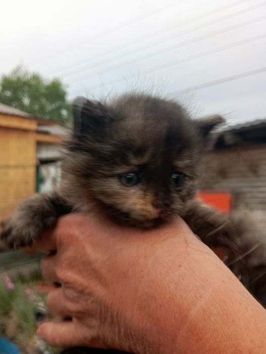 Отдам бесплатно котят