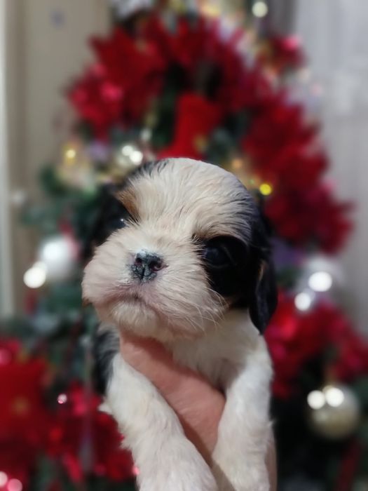 Кавалеры щеночки