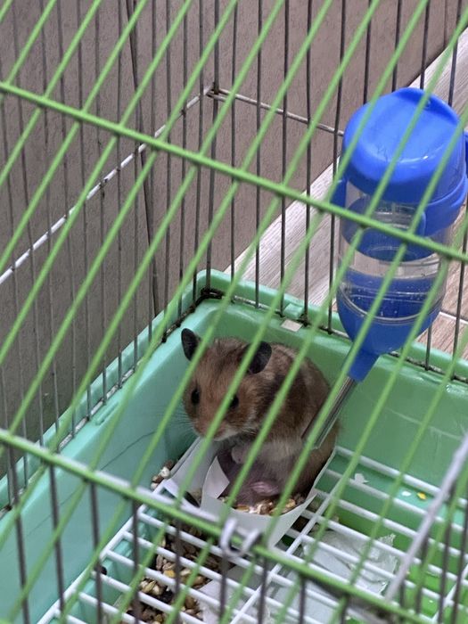 hamyak chiroyli hali kichkina3 haftalik osela idish qõshberaman sovğag