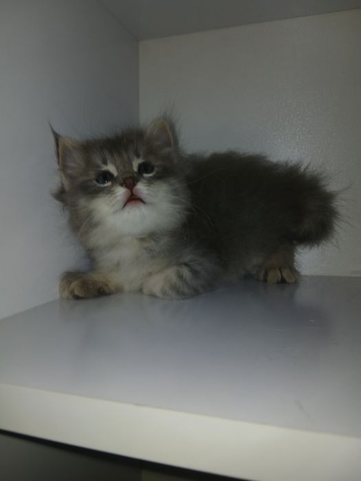Продаются котята мальчики