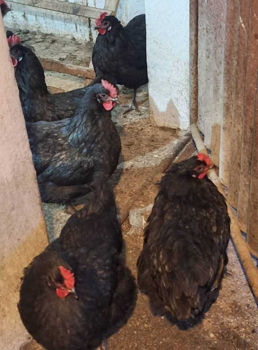 Oua de la gaini ameraucana,