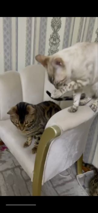 Bengal mushuk va mushukchala