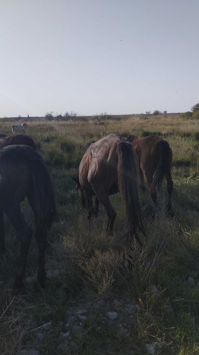 Буаз бие сатамын