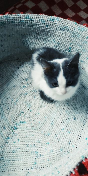 Мысык балдарын тегин беремин. Шиели