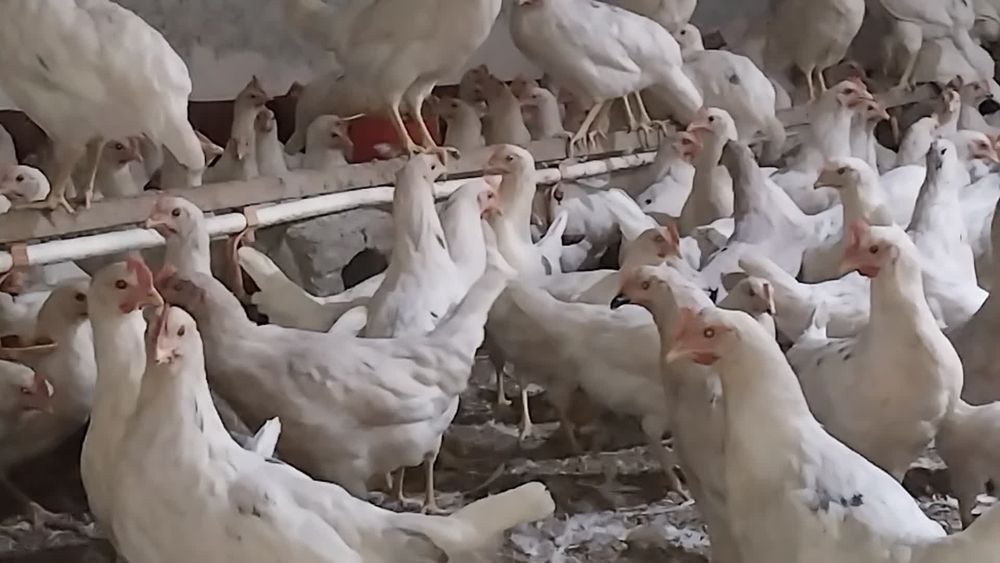 Loman sendi malotka tuxumga yaqin 1 qoʻldan sotiladi