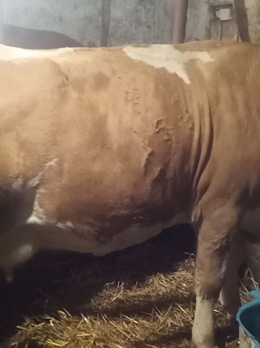 De vânzare vacă și vitea